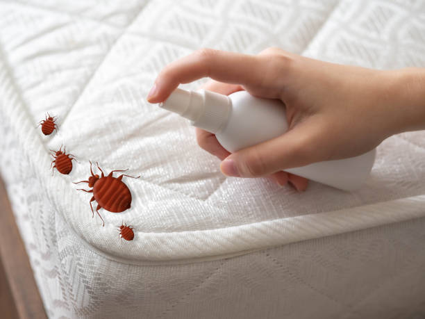 Best Spider Control Near Me  in Oronoque, CT