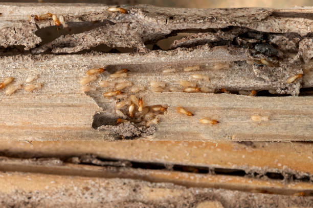 Best Best Pest Control Companies  in Oronoque, CT