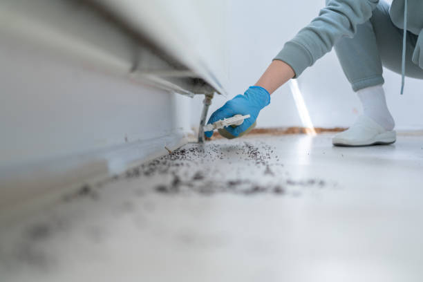 Best Wasp Removal Services  in Oronoque, CT